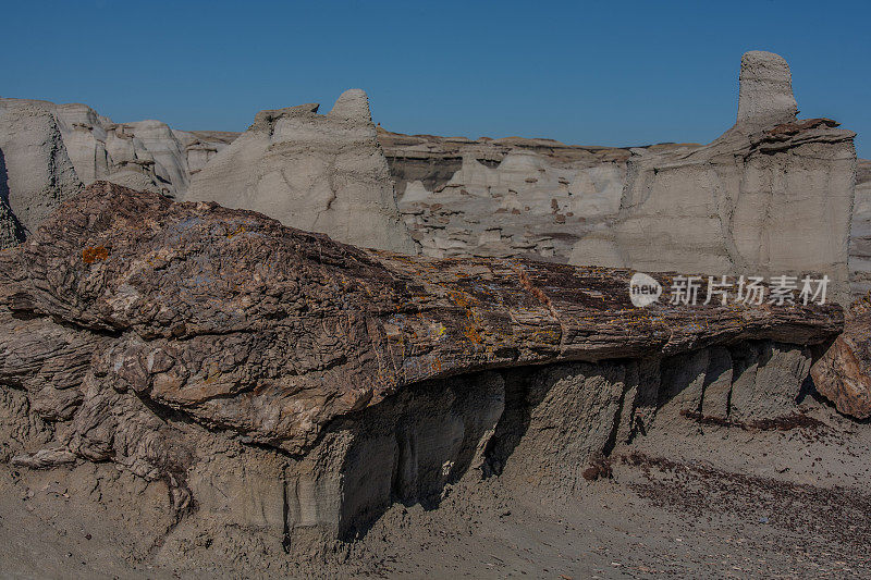 Bisti / De-Na-Zin荒地的石化树